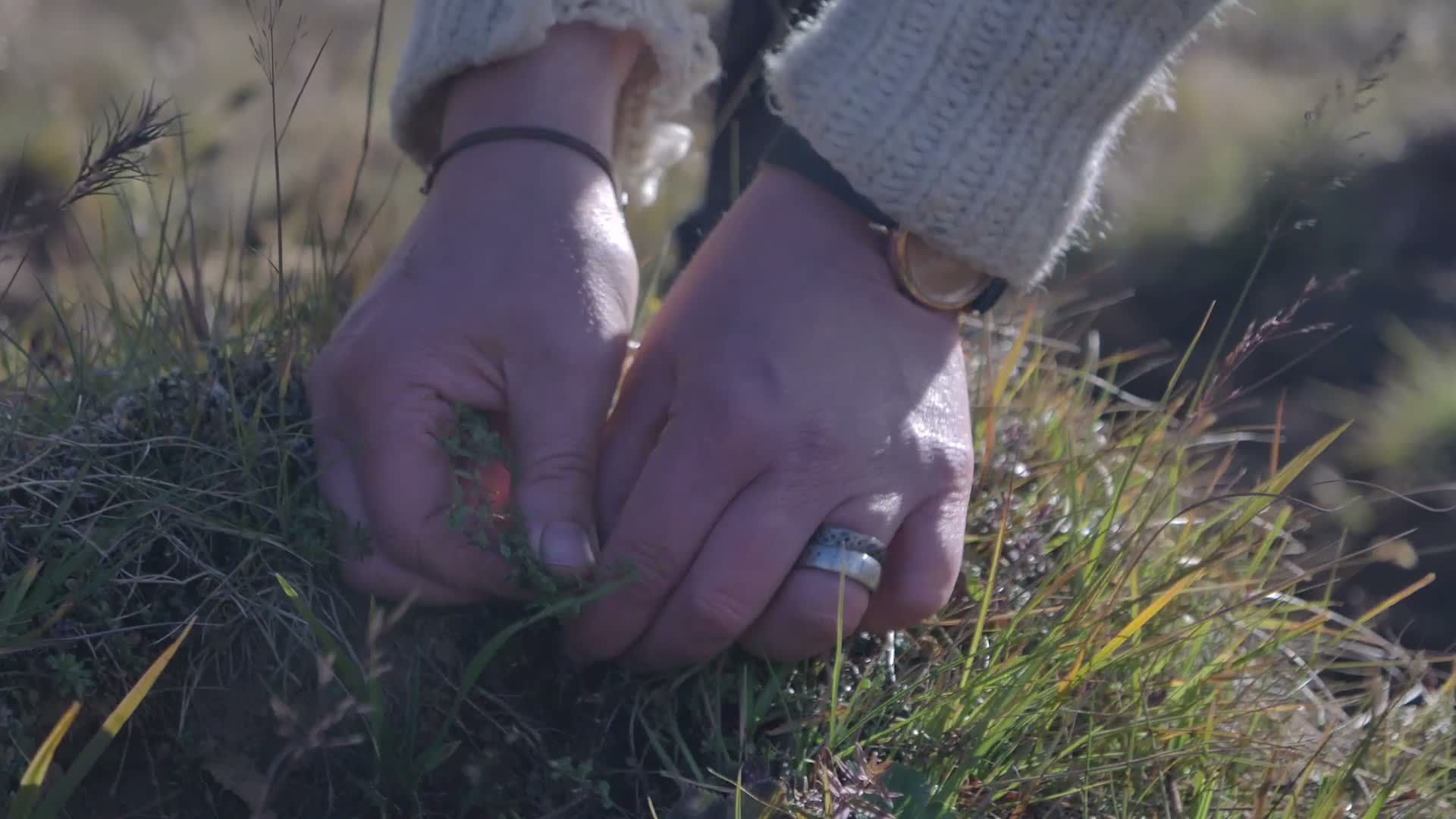 Herb picking workshop, SOE Kitchen 101, Reykjavik. Video by Timothee Lambrecq